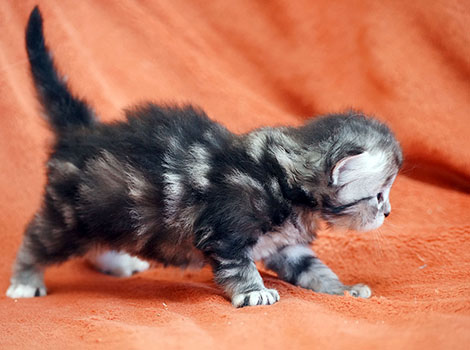 Tigger am 22. Mai 2022